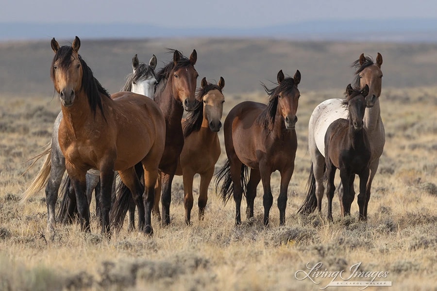 Wild Horses Gathering