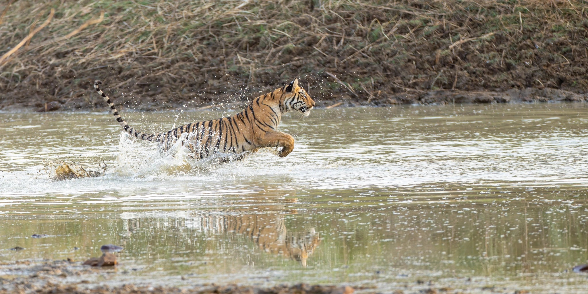 Tiger in Motion
