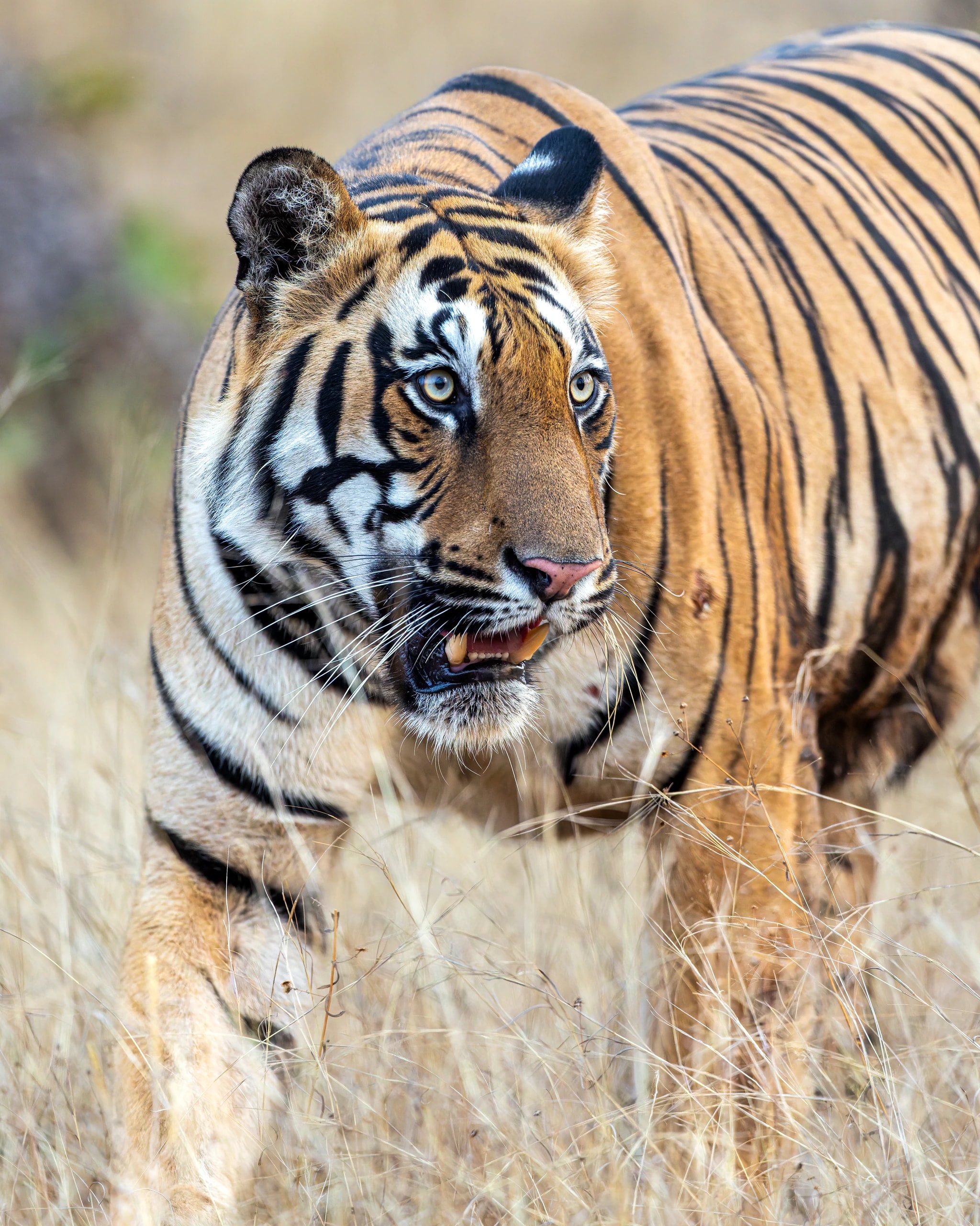 India Tiger Gaze