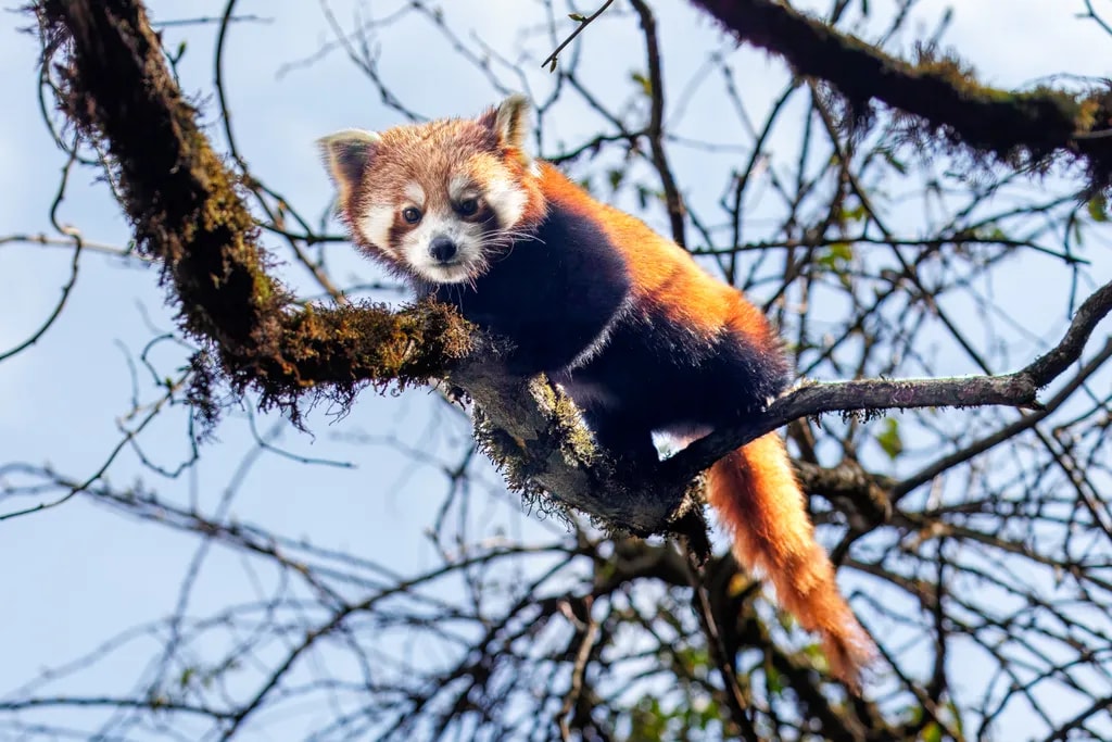Red Panda Perch