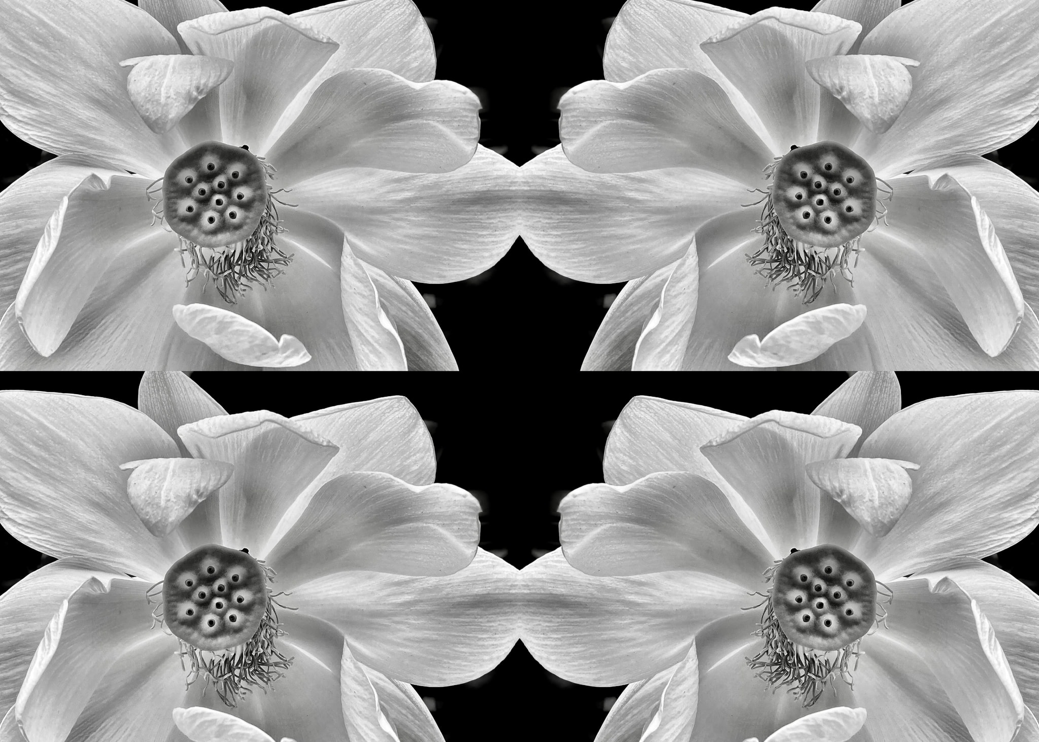 Monochrome Lotus Symmetry