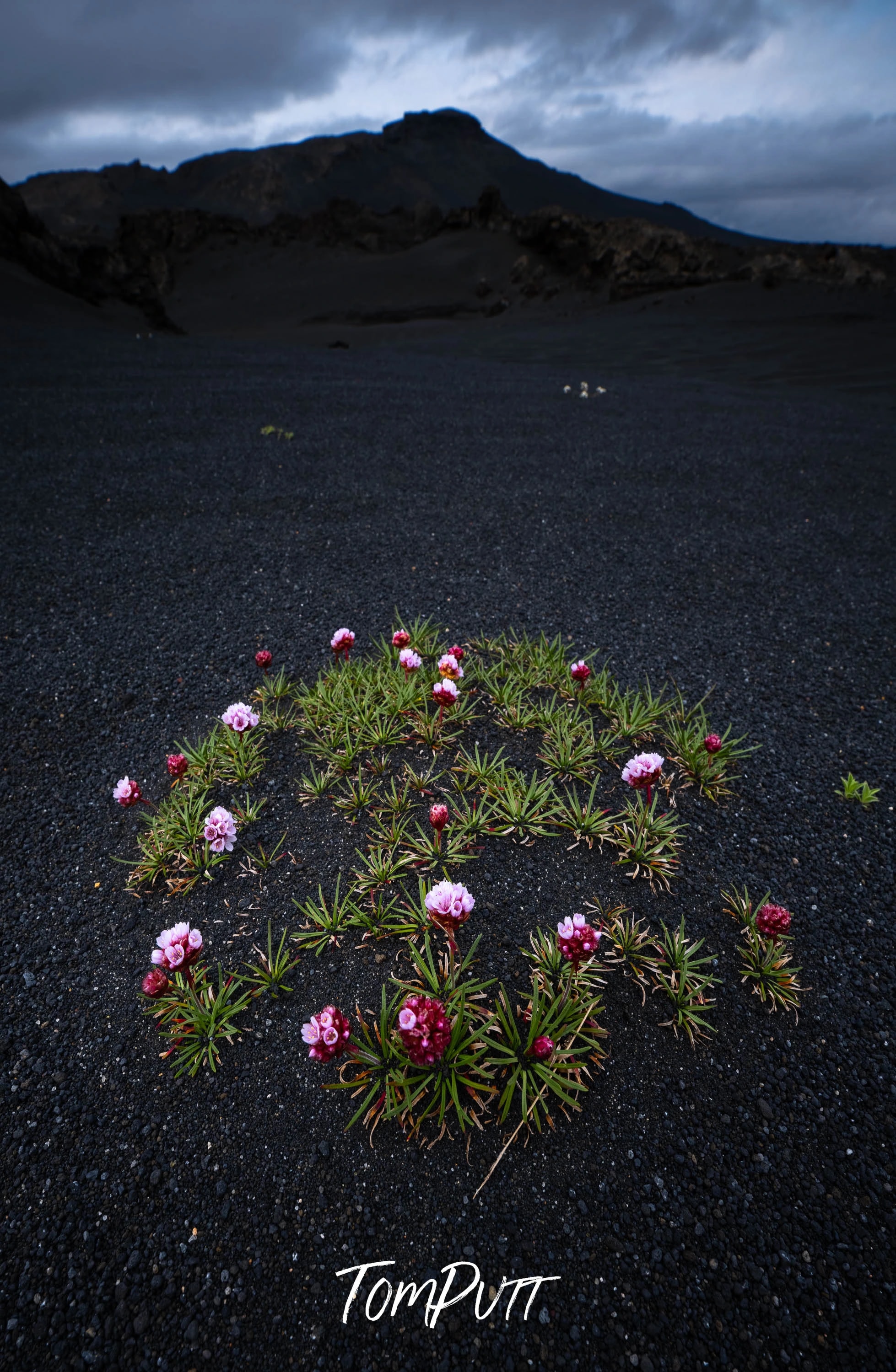 Iceland Highlands Wildflowers