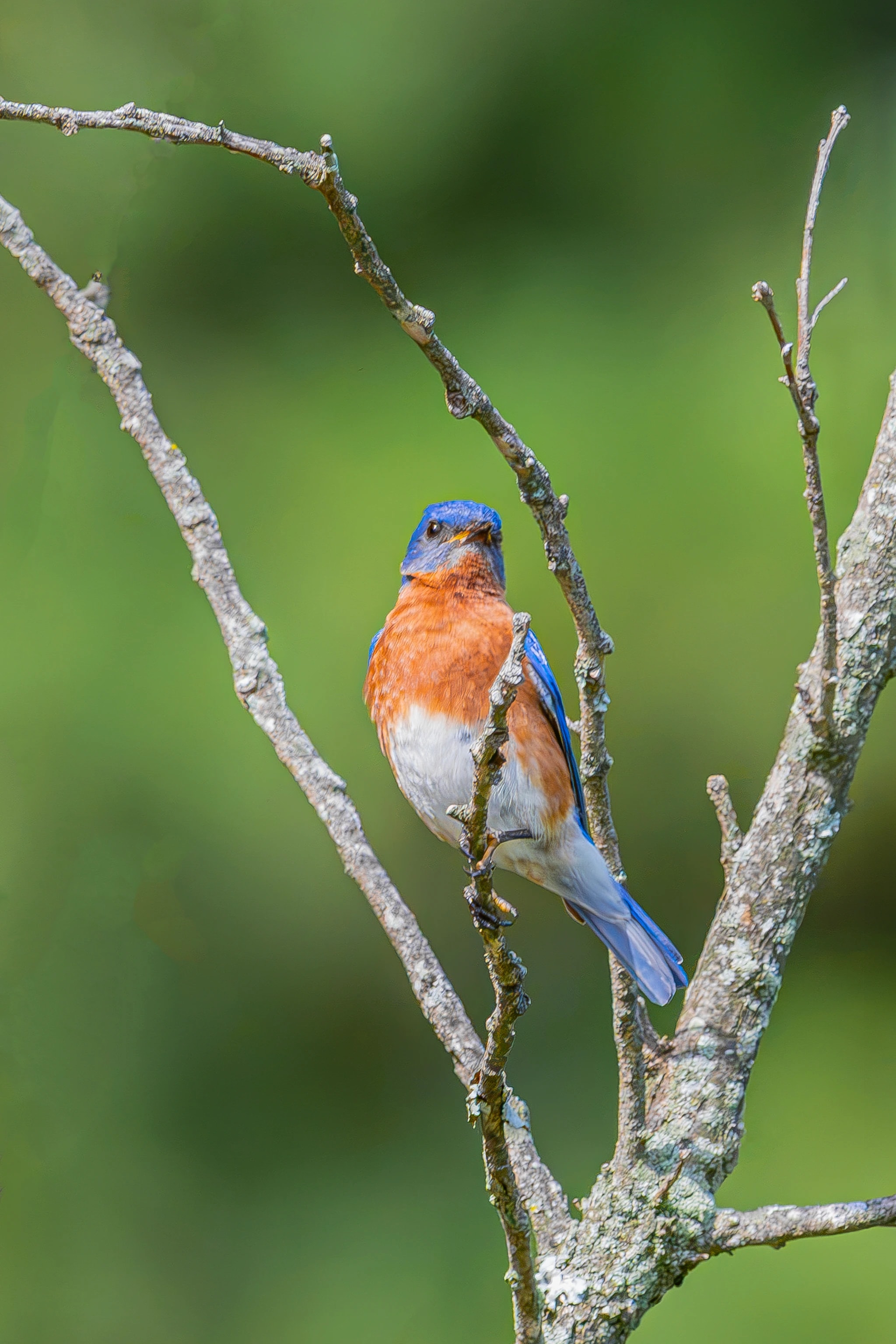 Bluebird on Branch