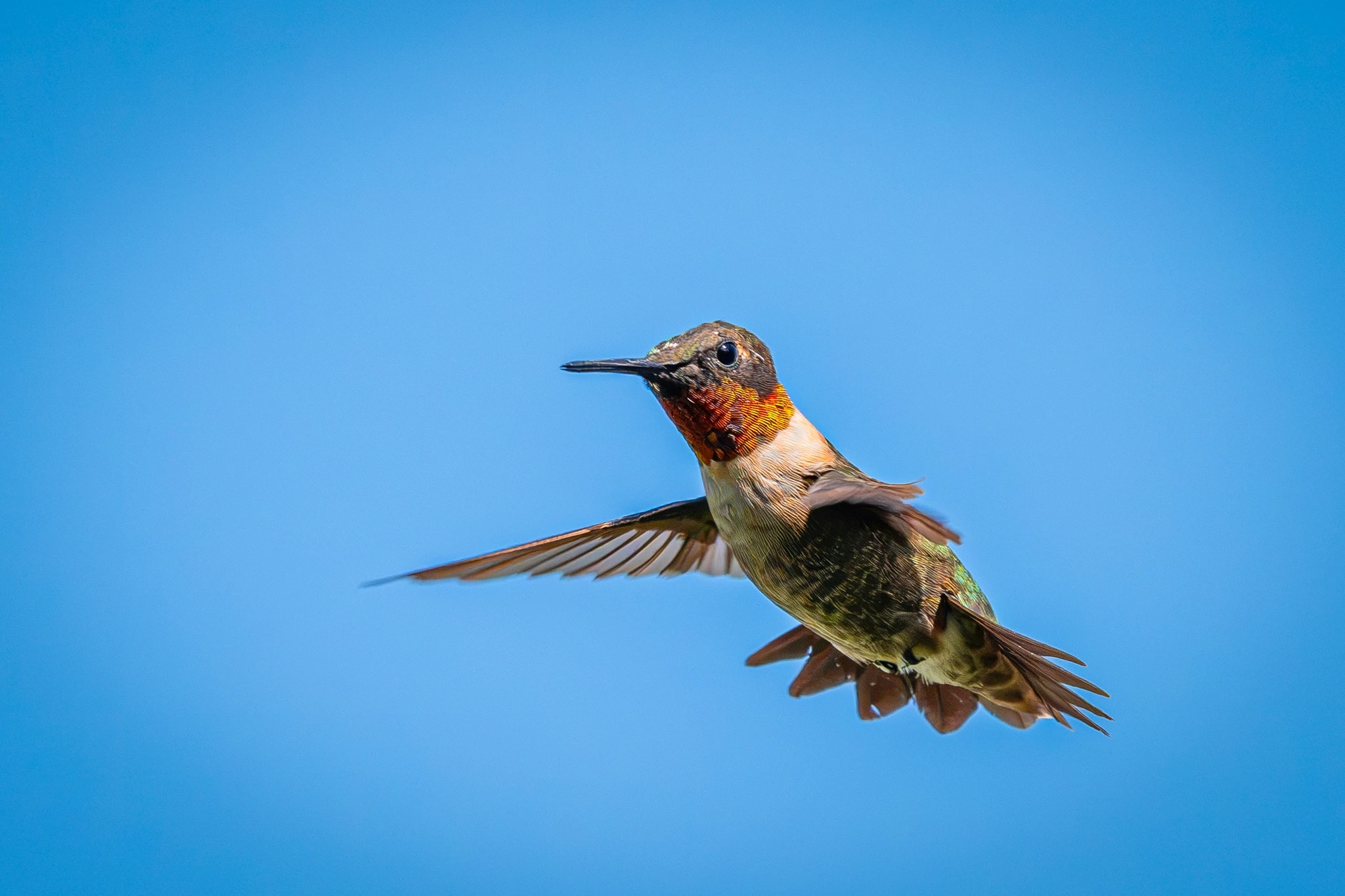 Hummingbird in Flight