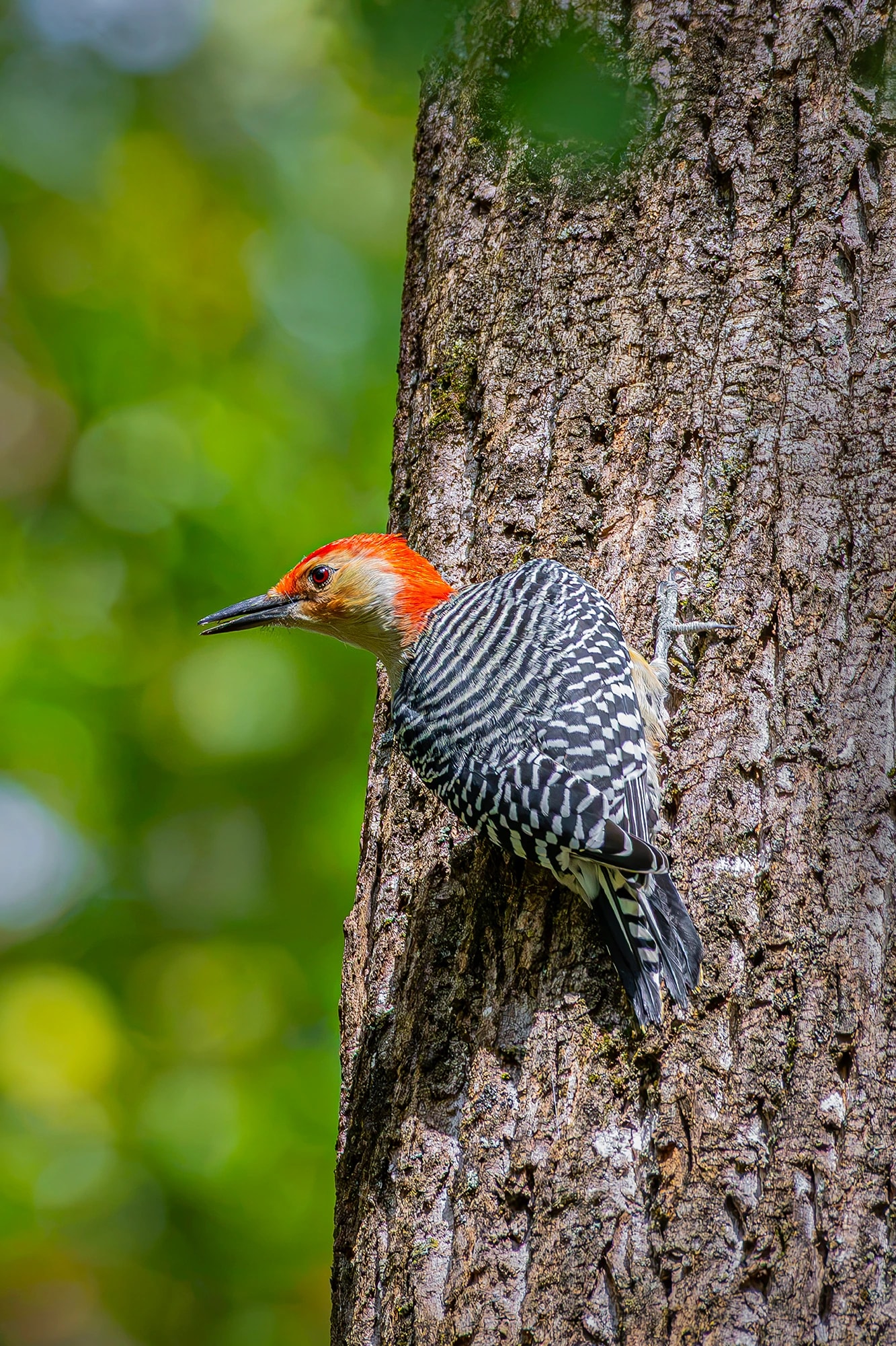 Red-Bellied Woodpecker