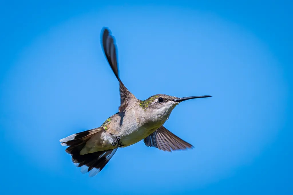 Hummingbird in Flight