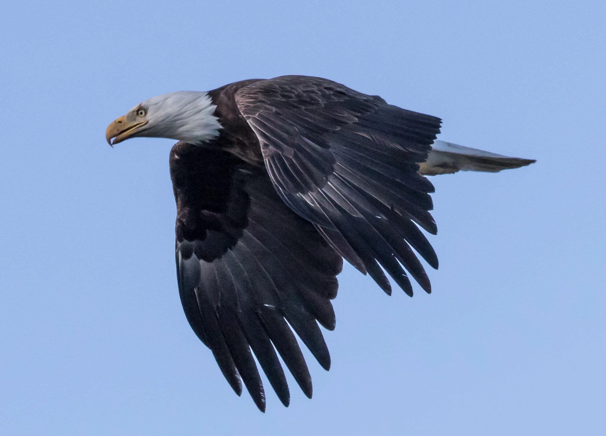 Majestic Flight