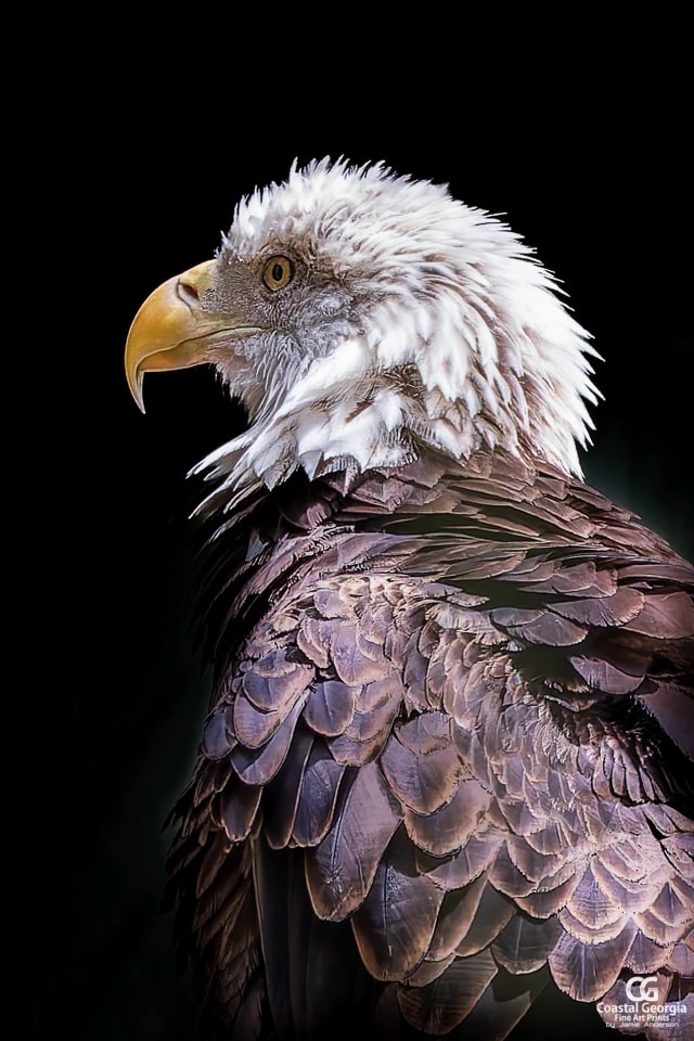 Eagle Portrait