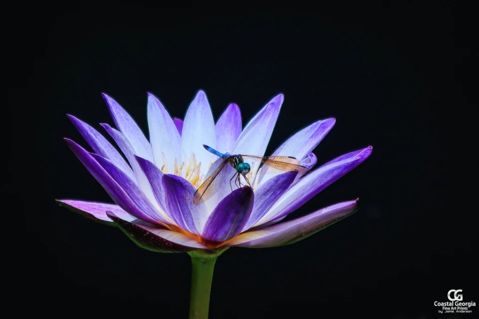 Petals and Wings