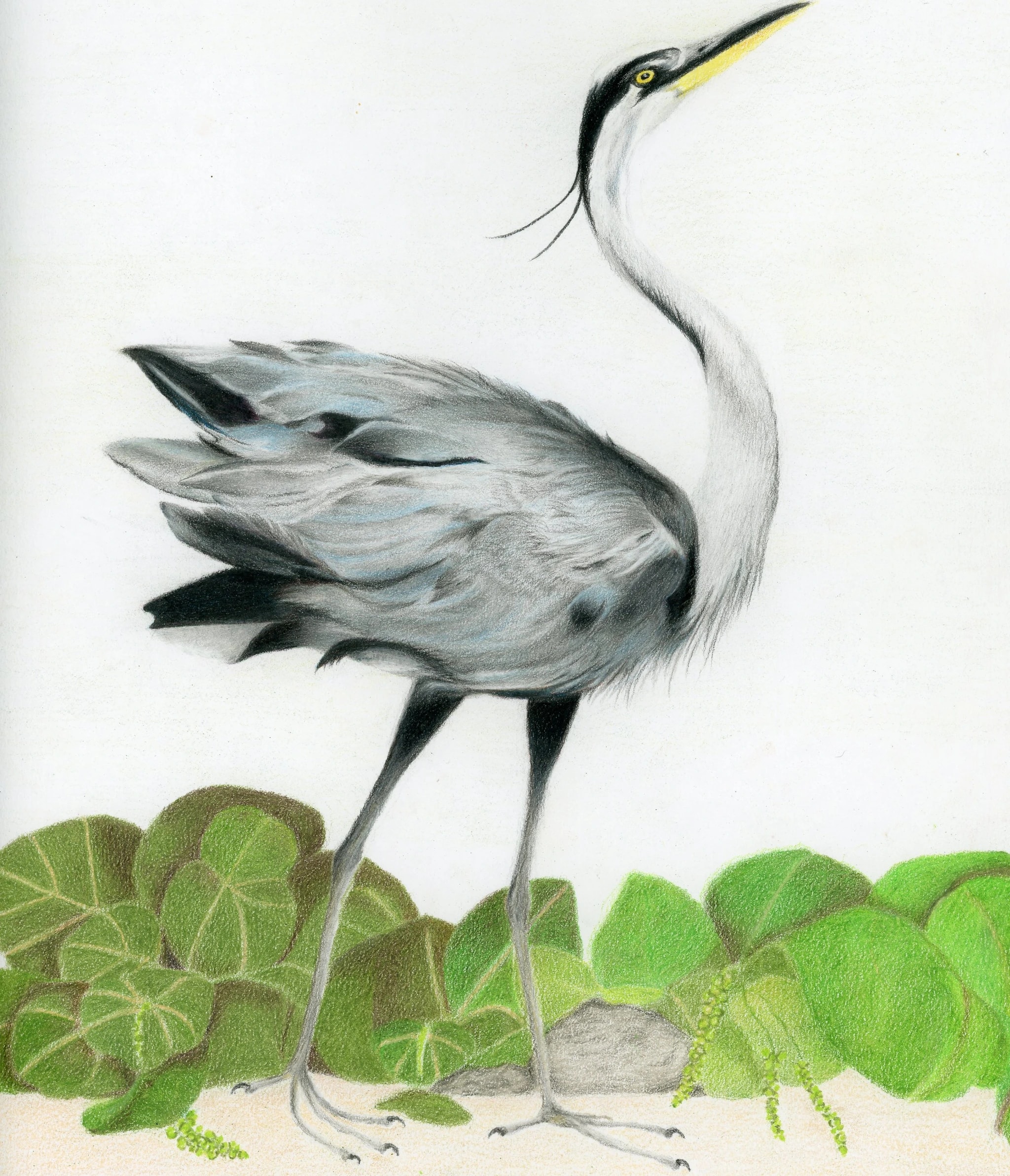 Dancing Heron in Sea Grape Leaves