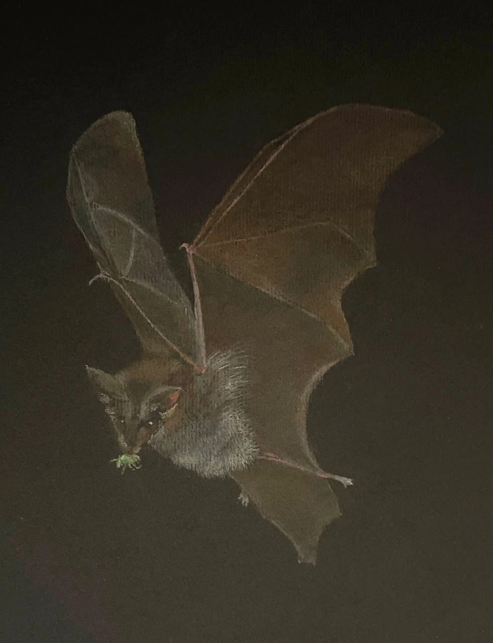 Little Brown Bat