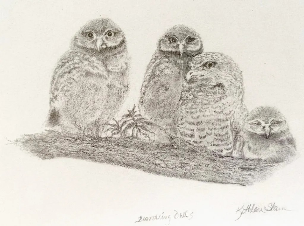 Burrowing Owls Gathering