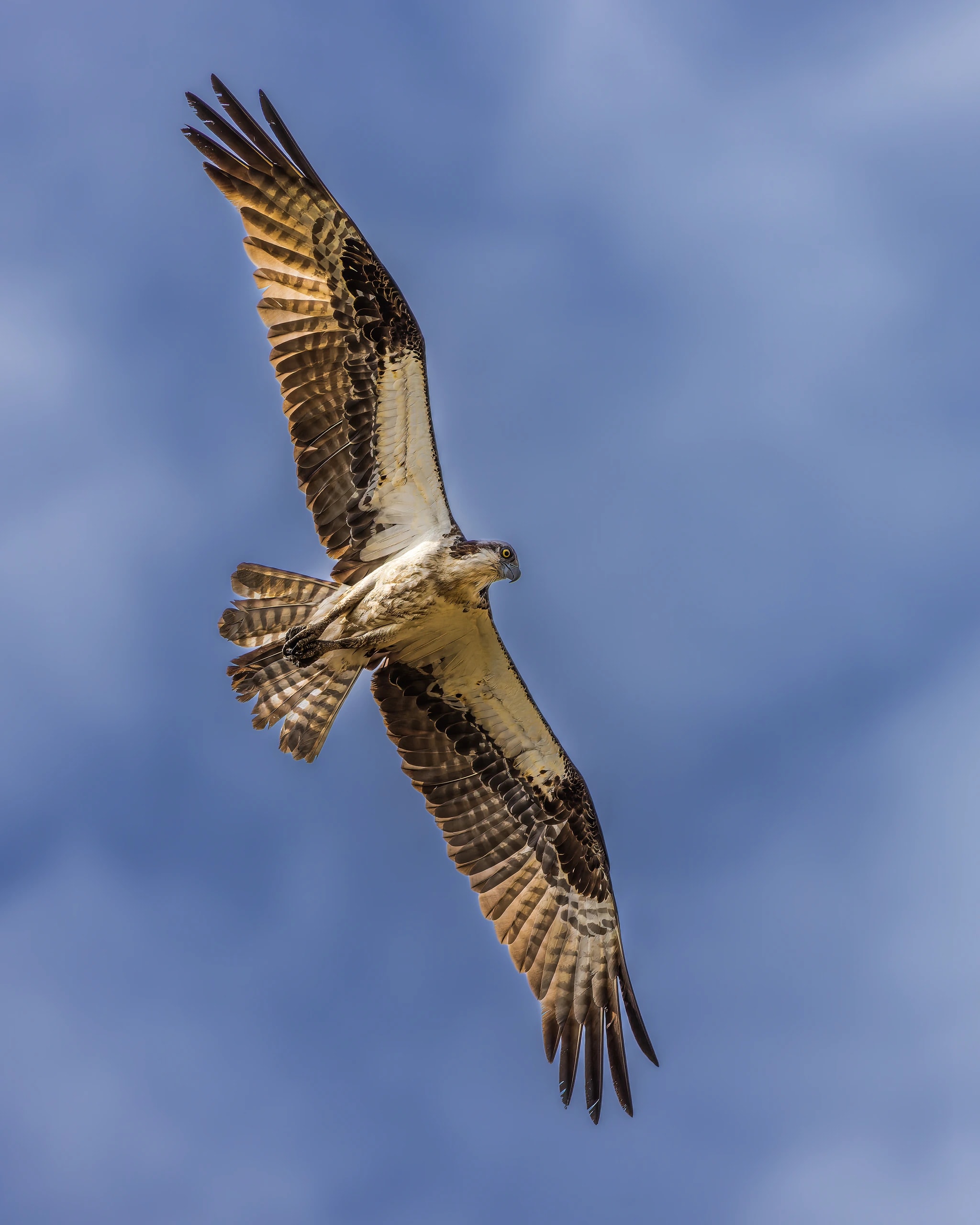 Soaring Osprey