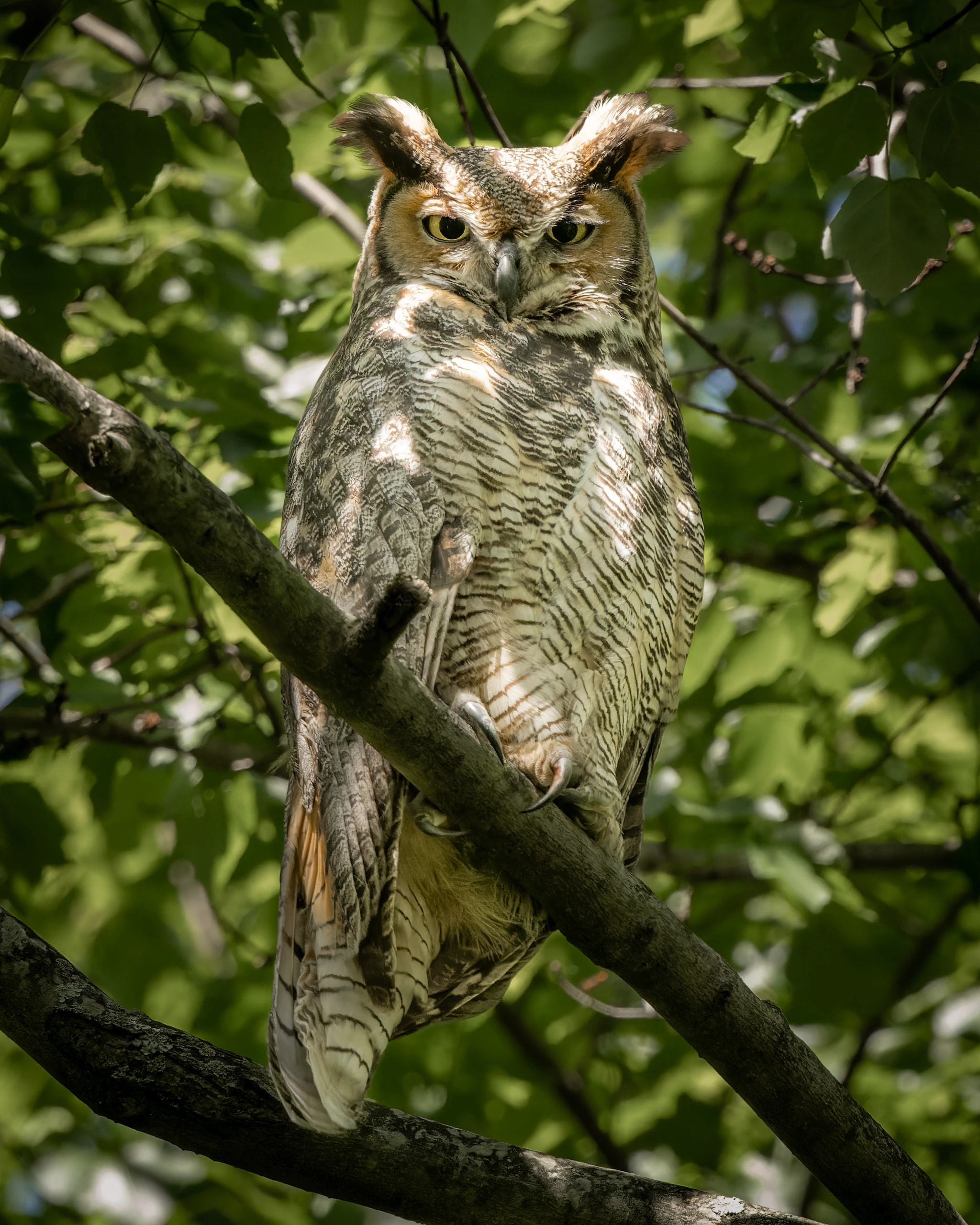 Great Horned Watcher