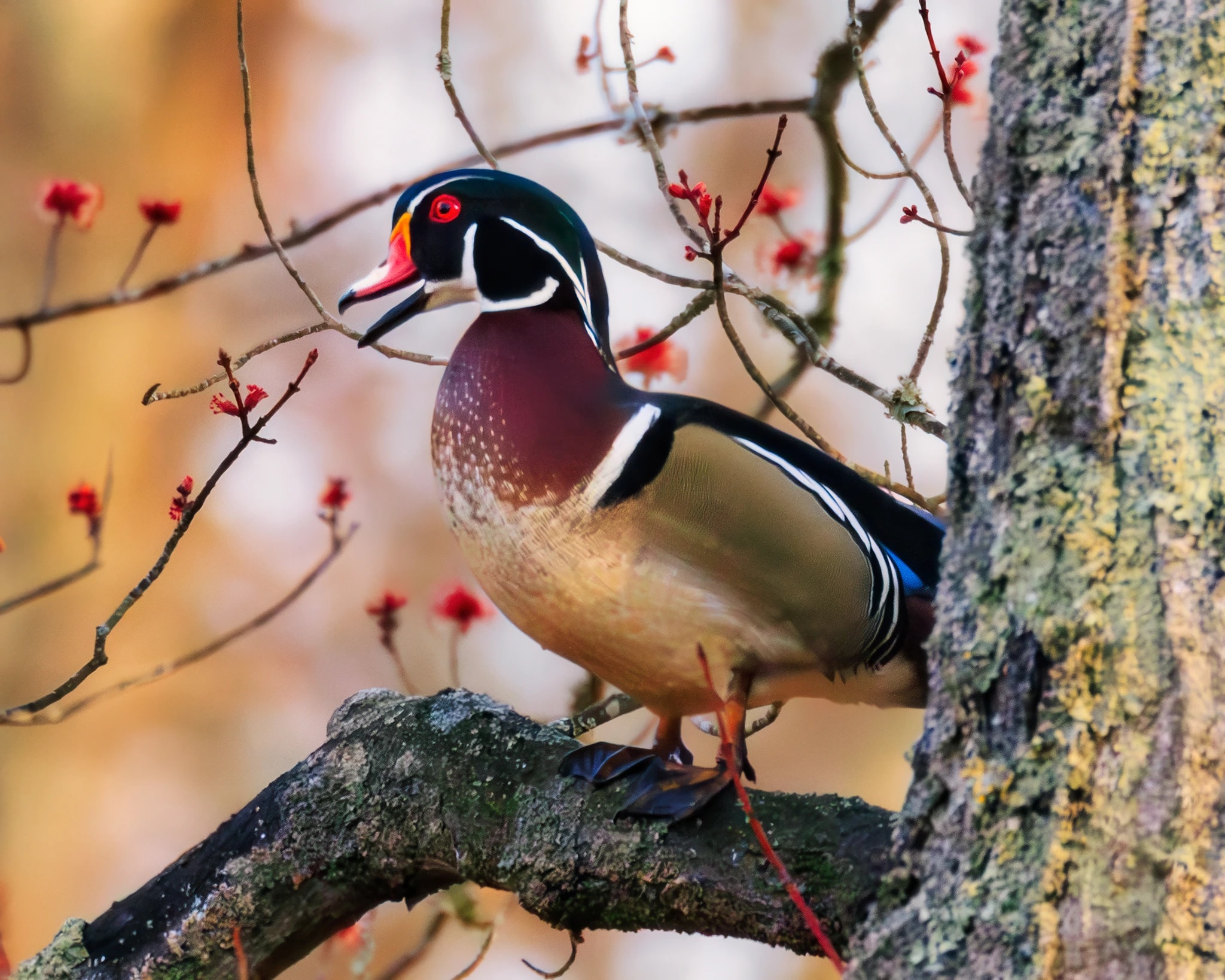 Wood Duck Courtship