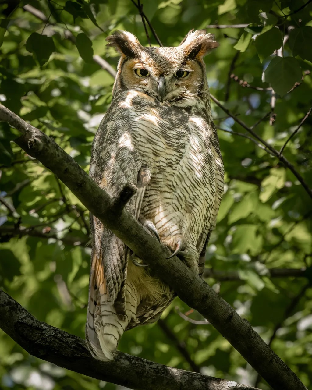 Great Horned Watcher