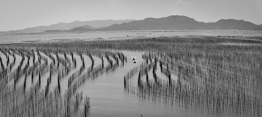 Tidal Fields