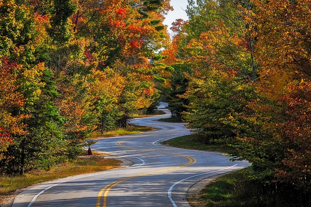 Autumn Forest Road