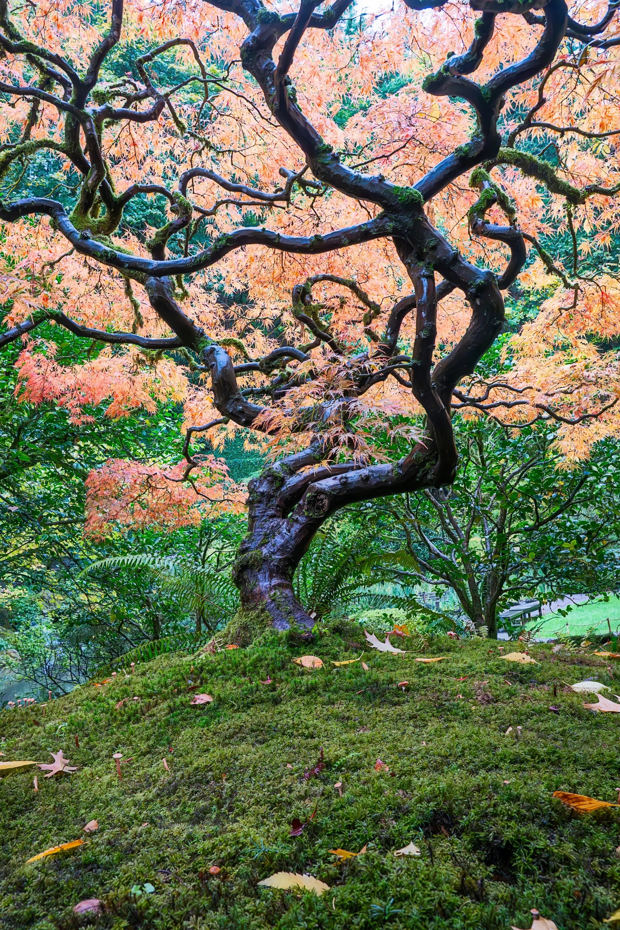 Autumn Maple Garden