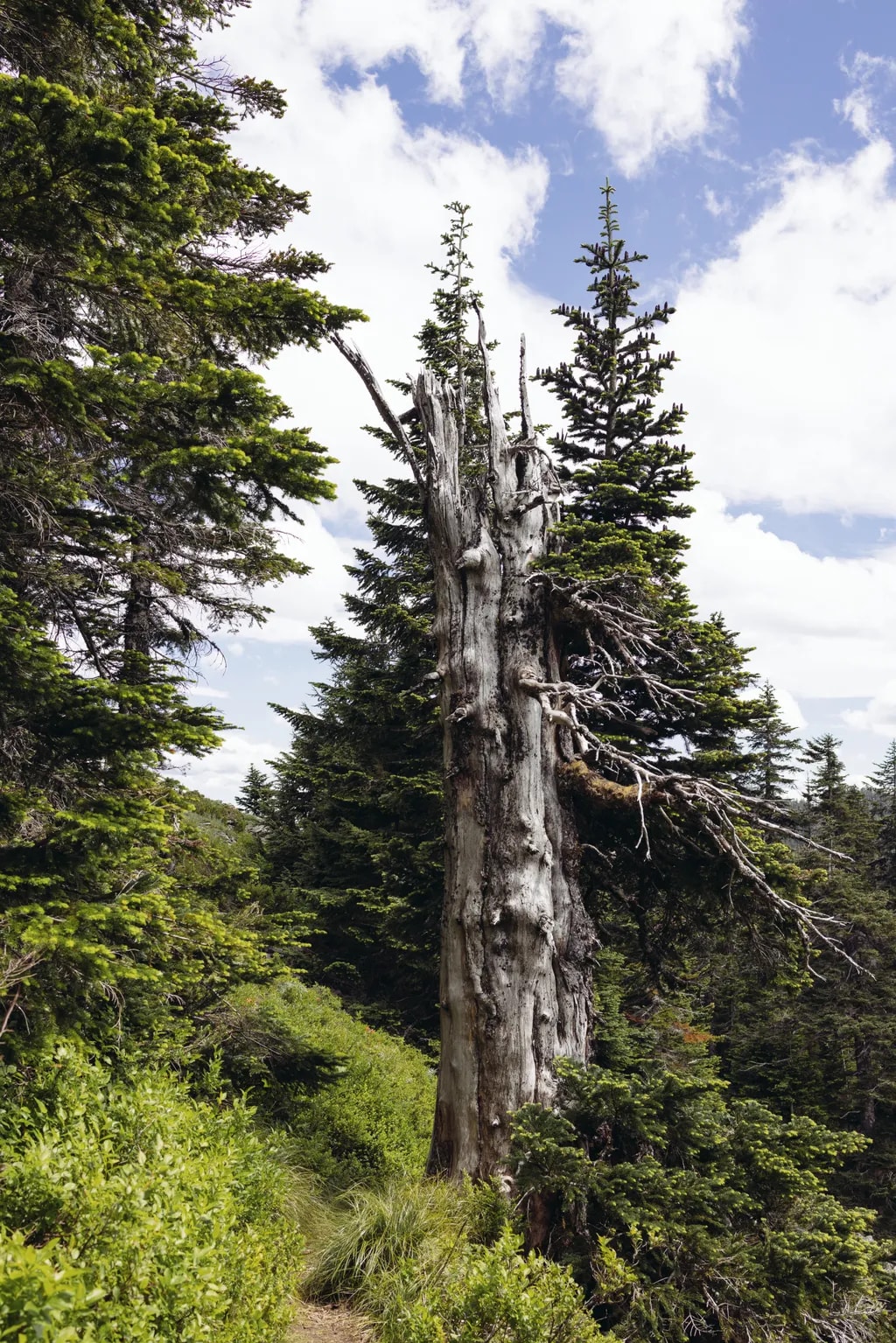 Whispers of Time: The Resilient Sentinel of the Forest