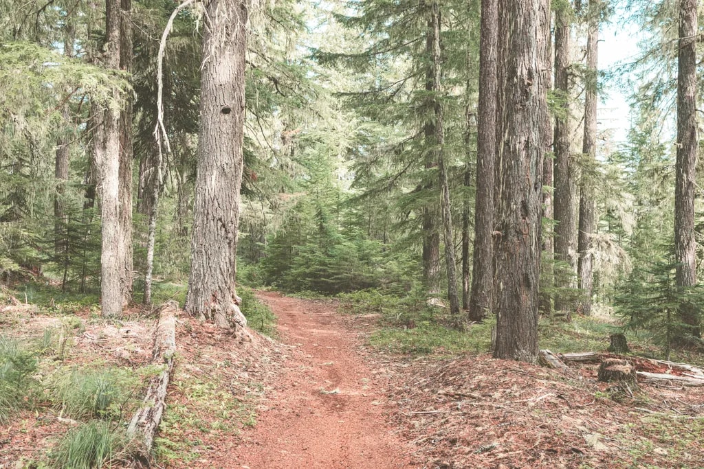 Whispers of the Forest: A Serene Path Through Majestic Pines