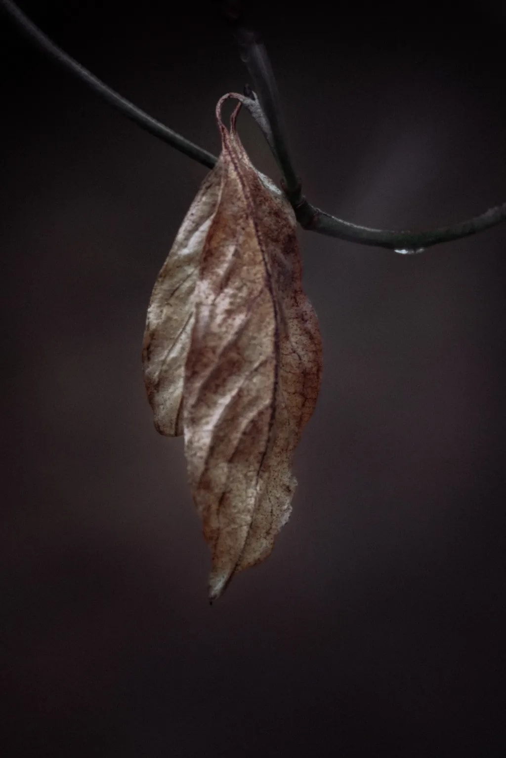 Whispers of Autumn: The Elegance of Decay in Nature's Embrace