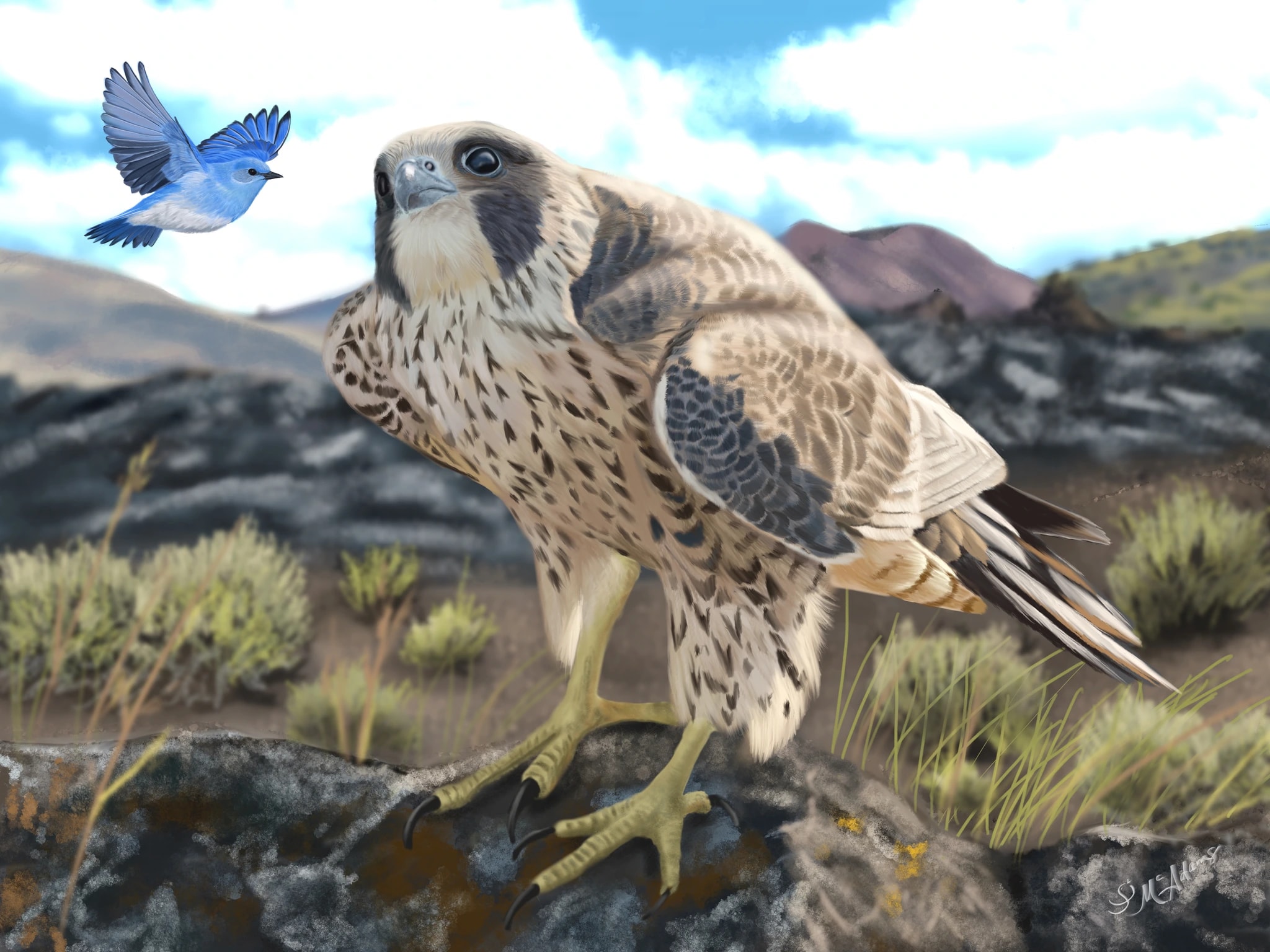 Falcon Encounter