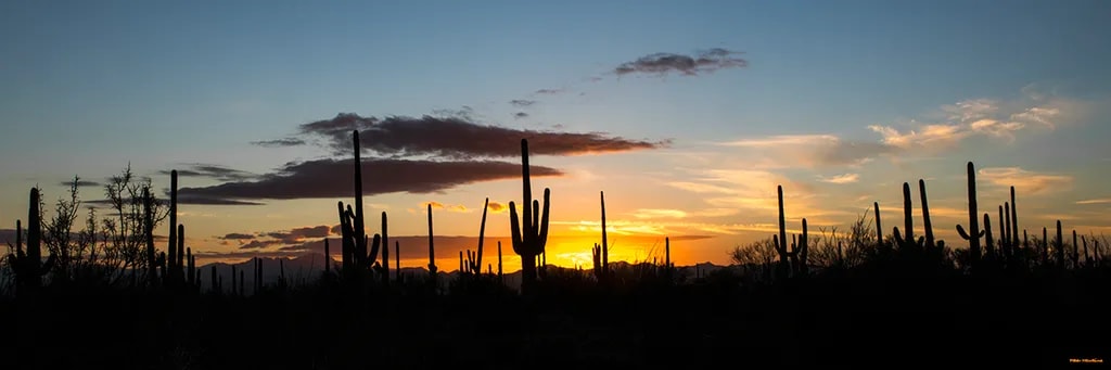 Saguaro Sunset