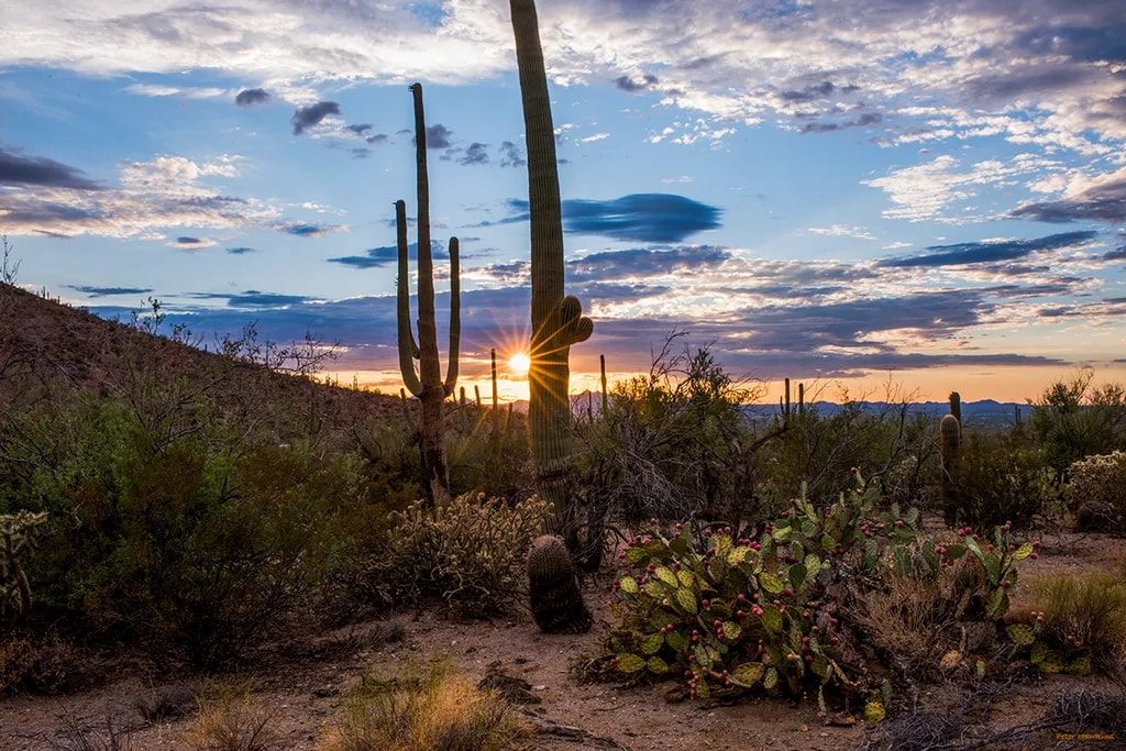 Summer Cactus Sunset