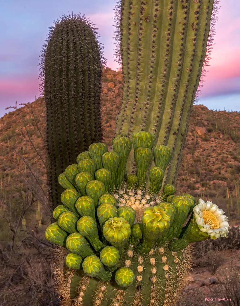 Saguaro Arm Bloom
