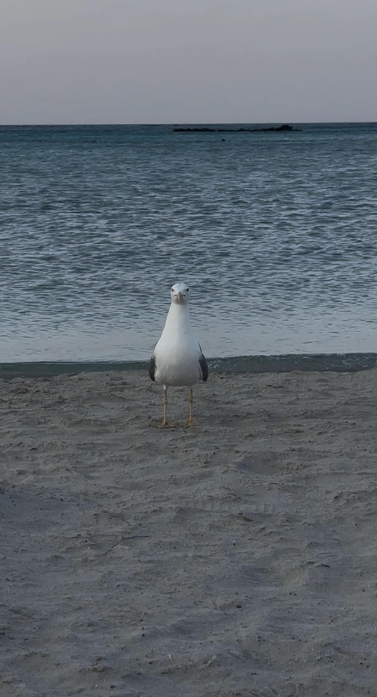 Beachside Watcher