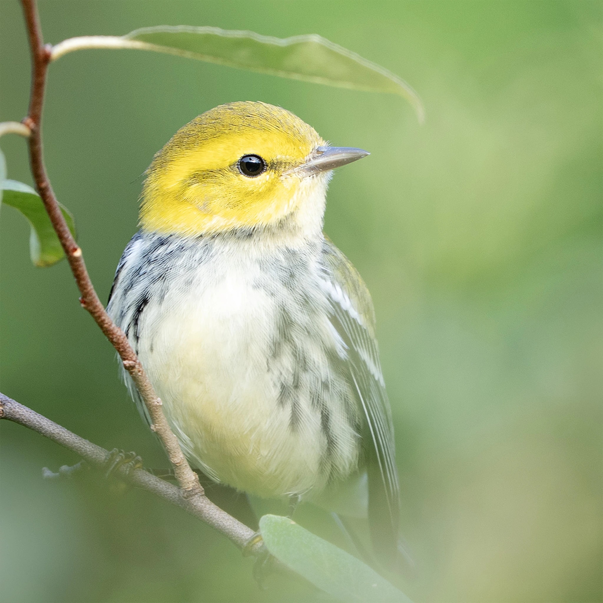 Black-throated Green Warbler: State Game Lands 205 Pennsylvania