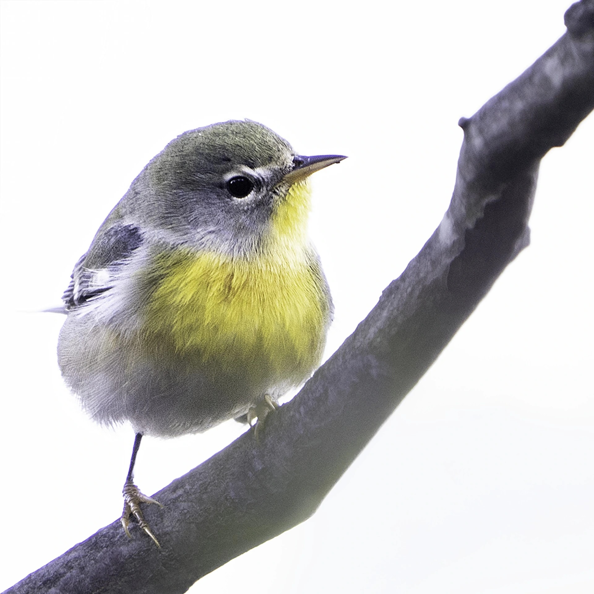 Northern Parula: Baker Oven Knob Pennsylvania