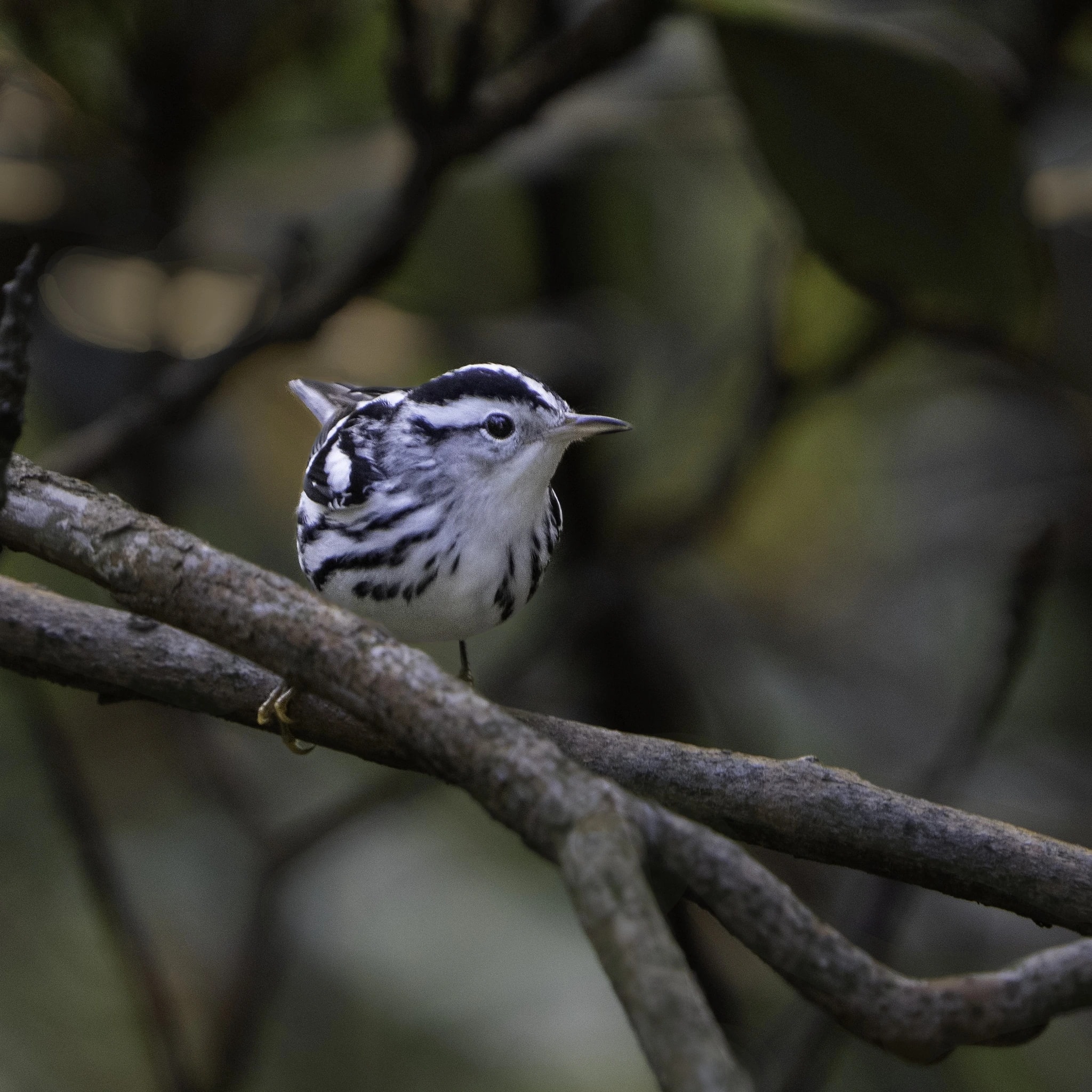 Black-and-White Warbler