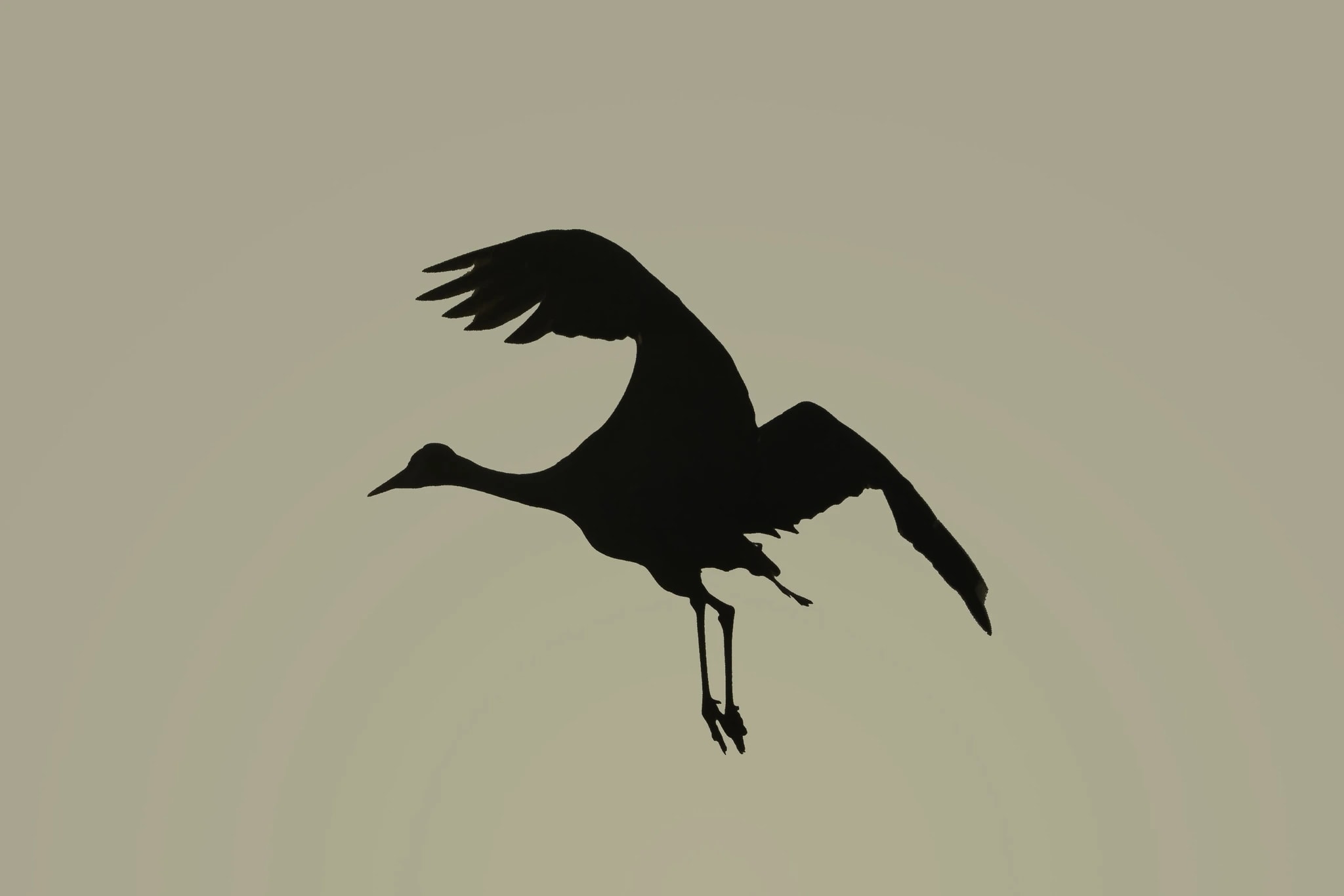 Silent Flight: A Sandhill Crane at Dusk