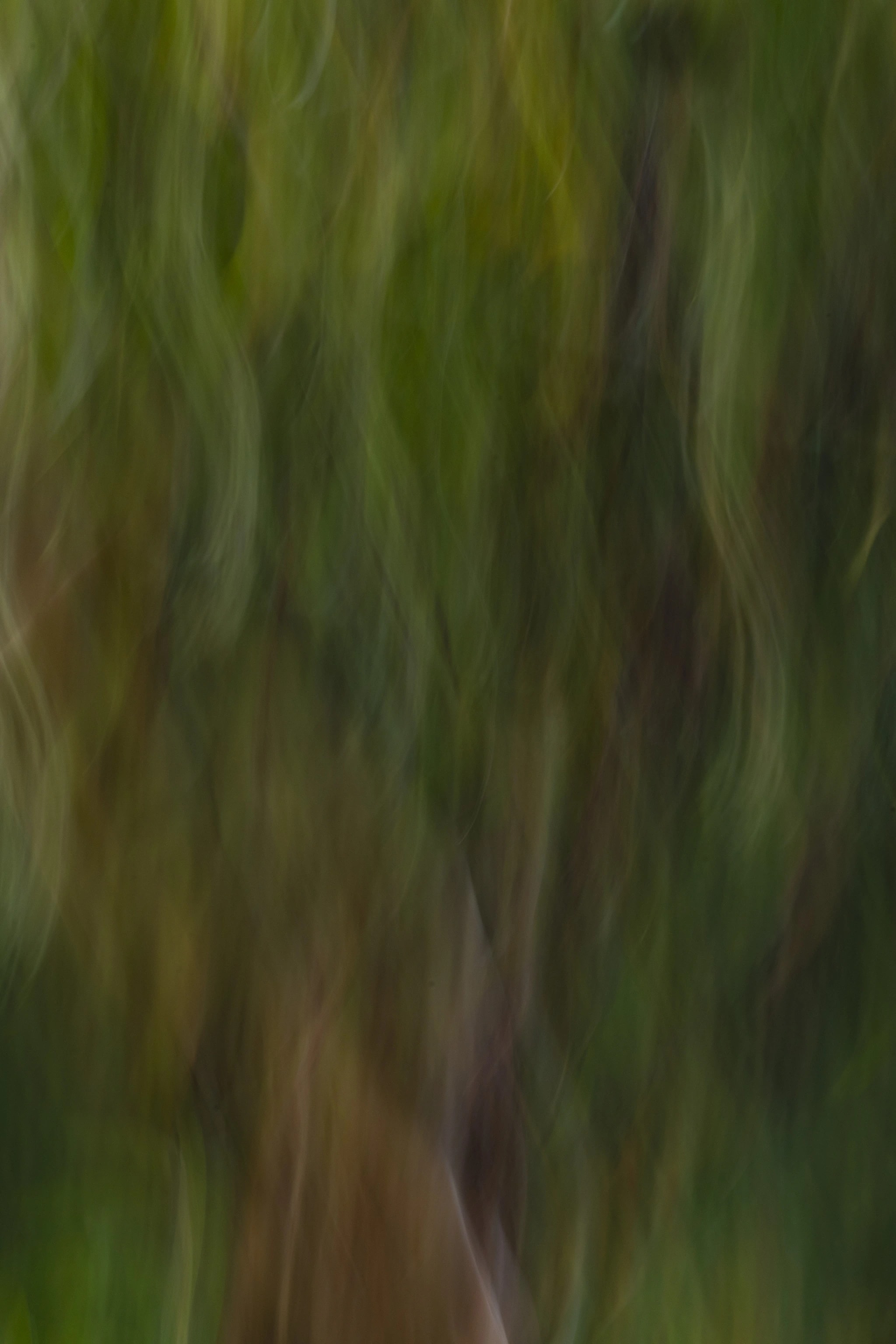 Abstract: The Madrona Tree
