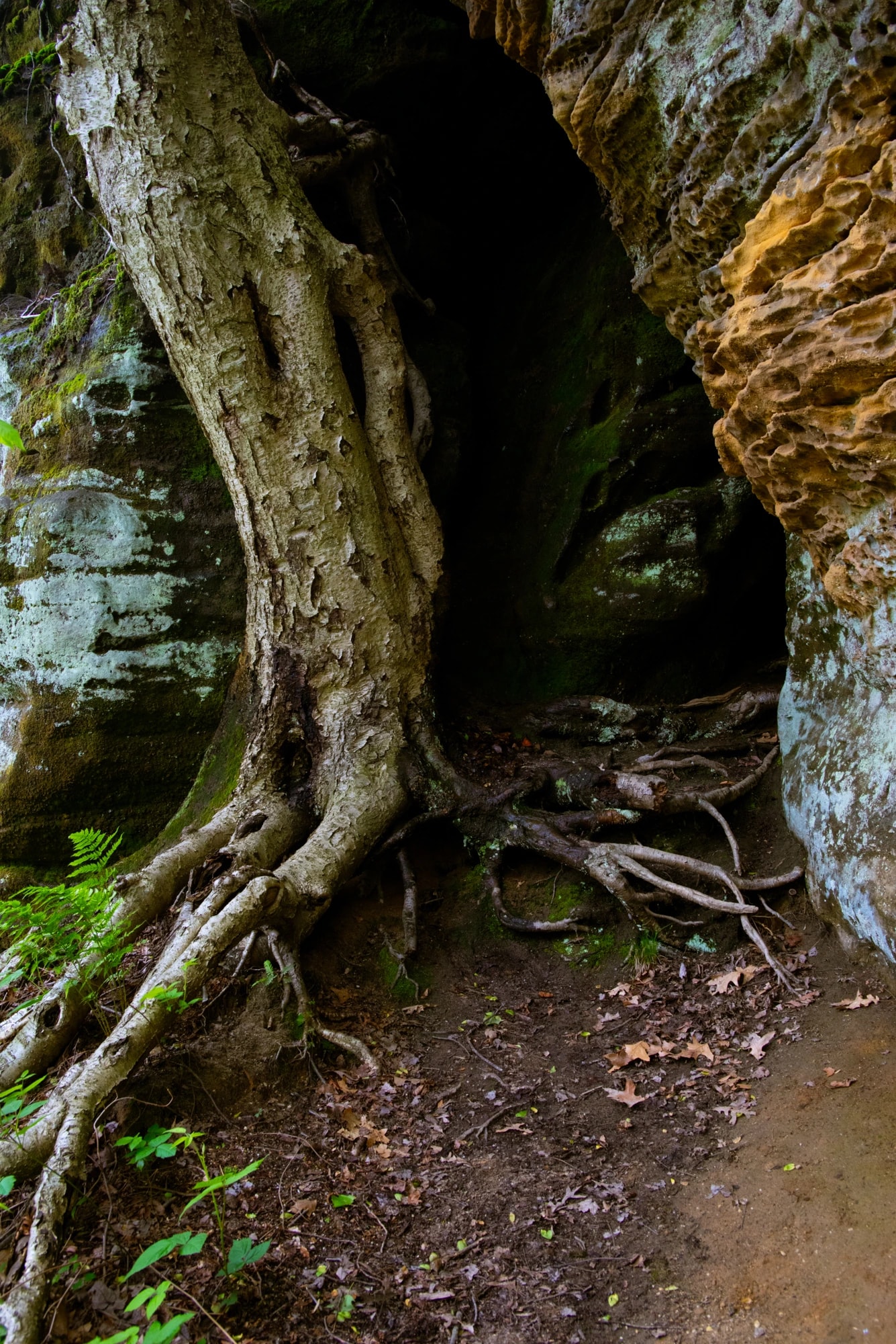 Rooted Passage