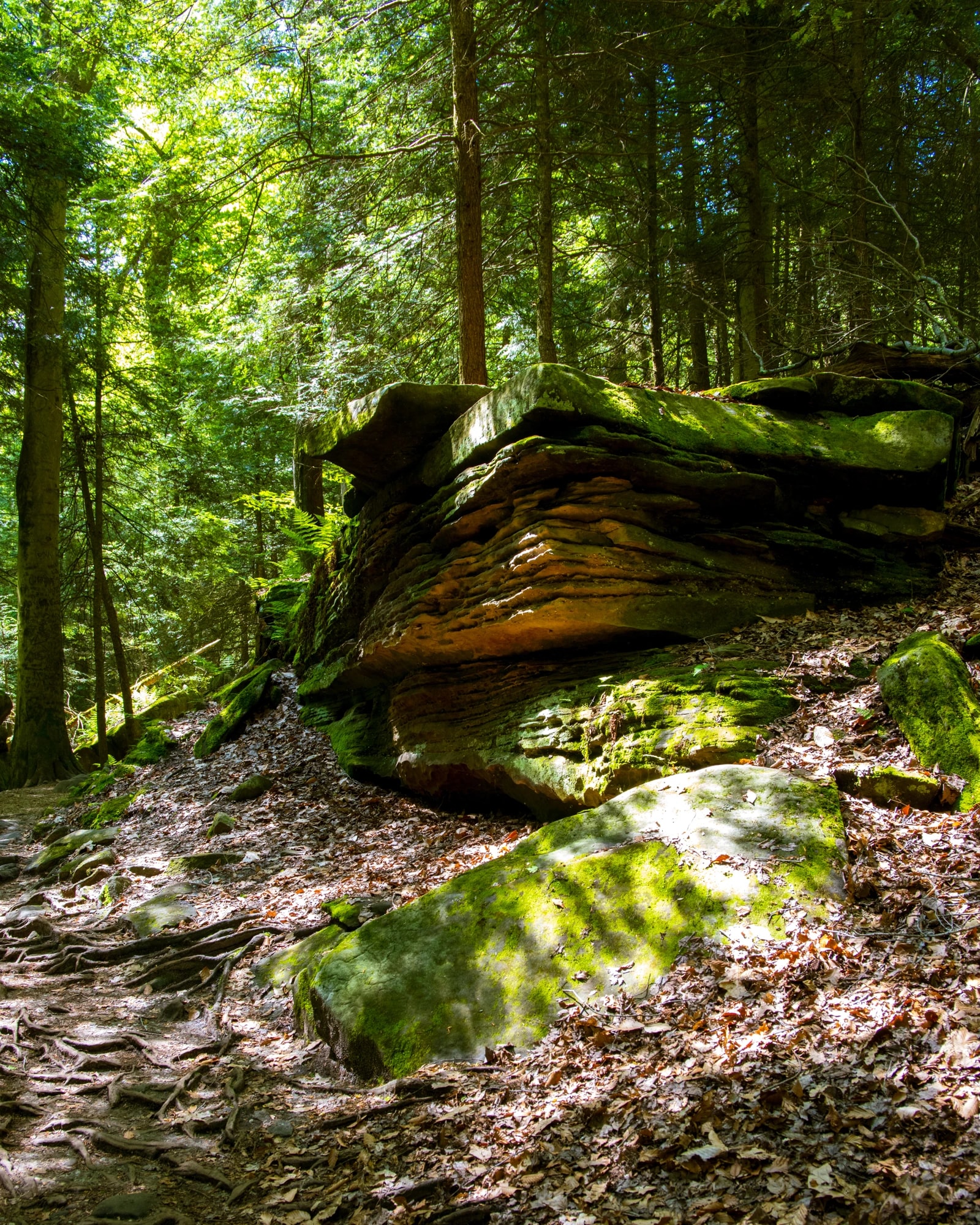 Mossbound Layers