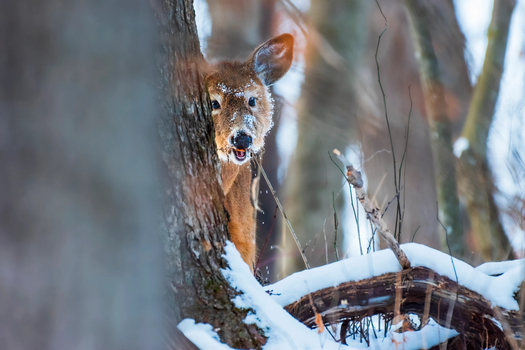 Winter Deer Peek