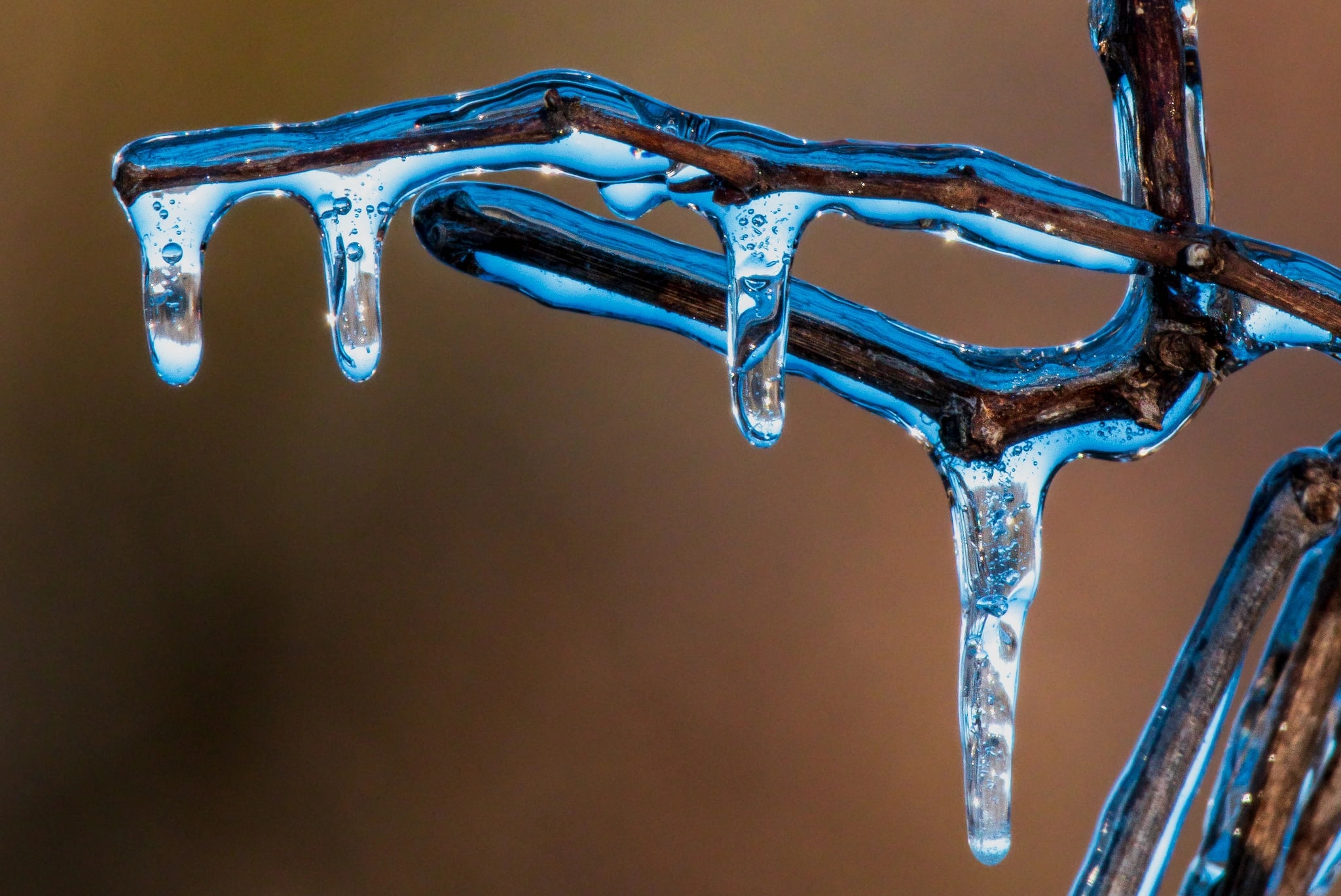Frozen Elegance: Nature's Icicle Symphony on Twisted Branches