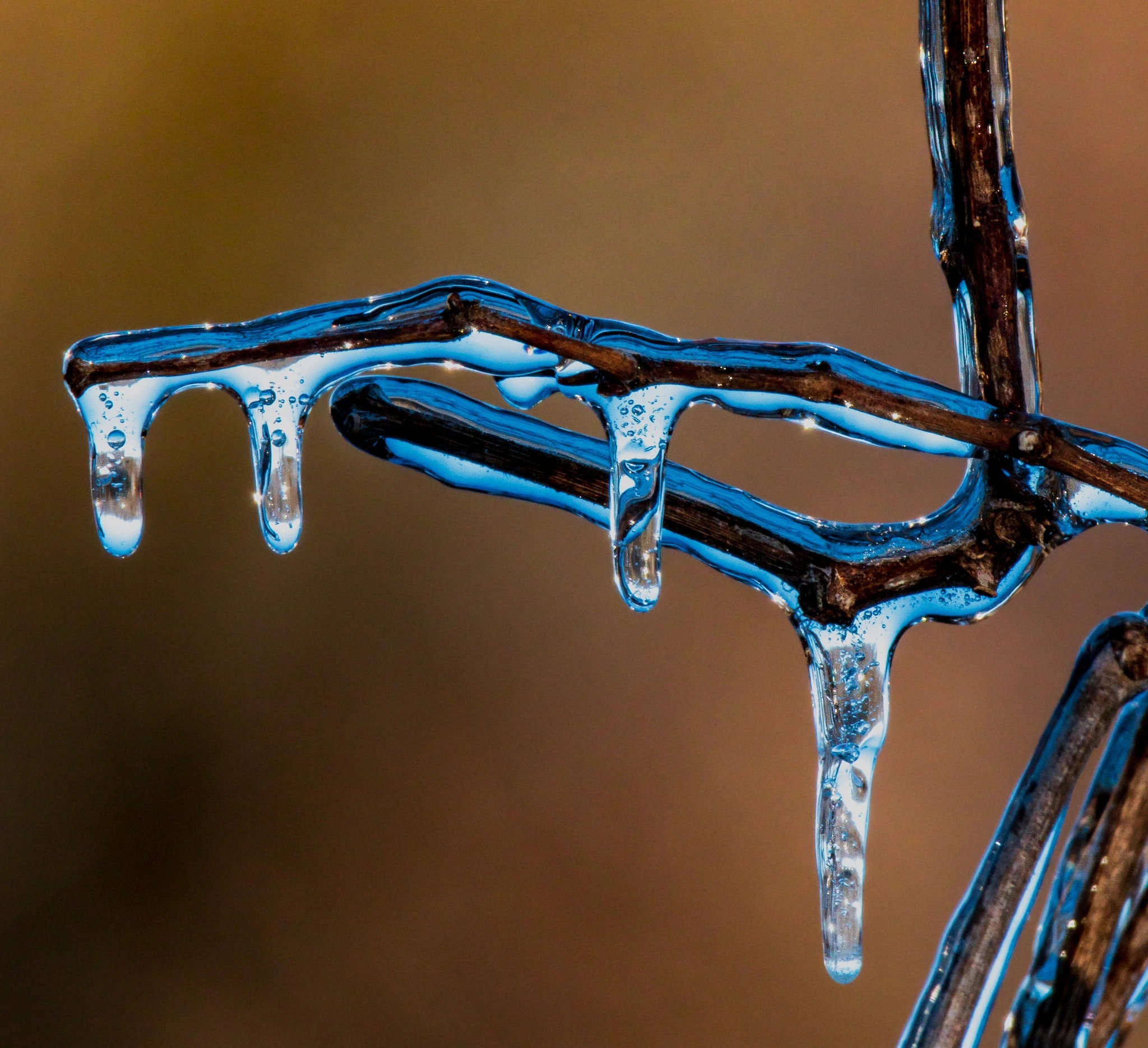 Frozen Elegance: Nature's Icicle Symphony on a Branch