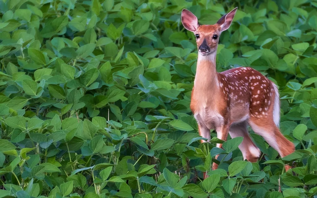 Spotted Fawn