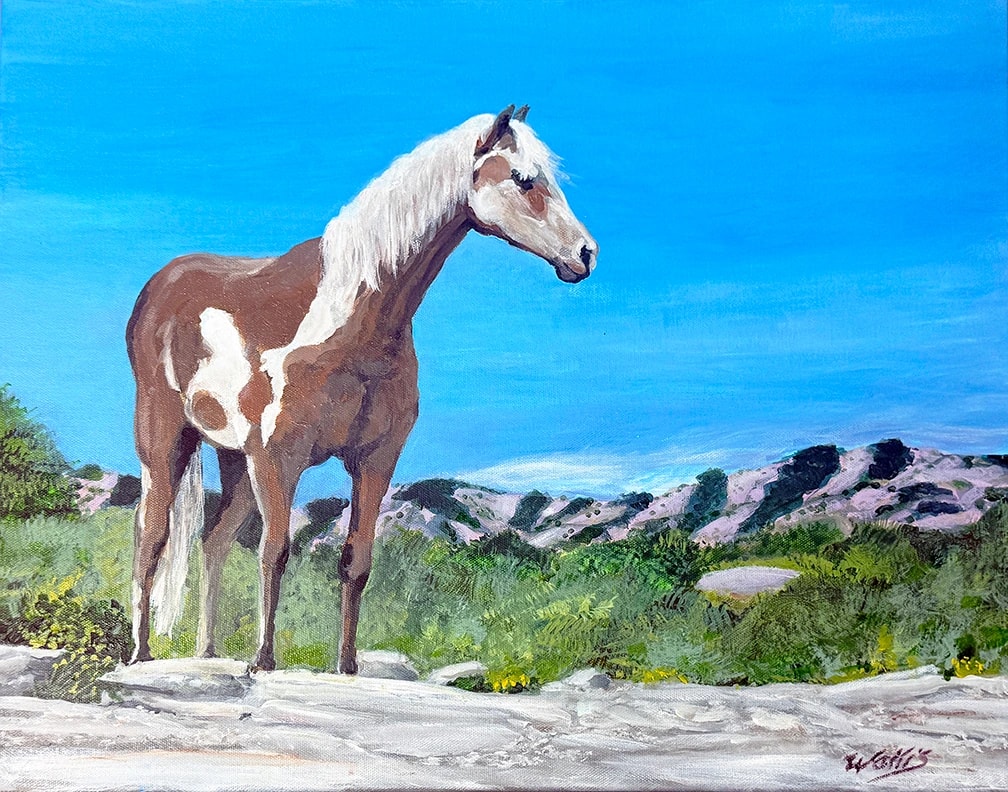 Tonto National ForestYOUng Wild  Mustang Stallion
