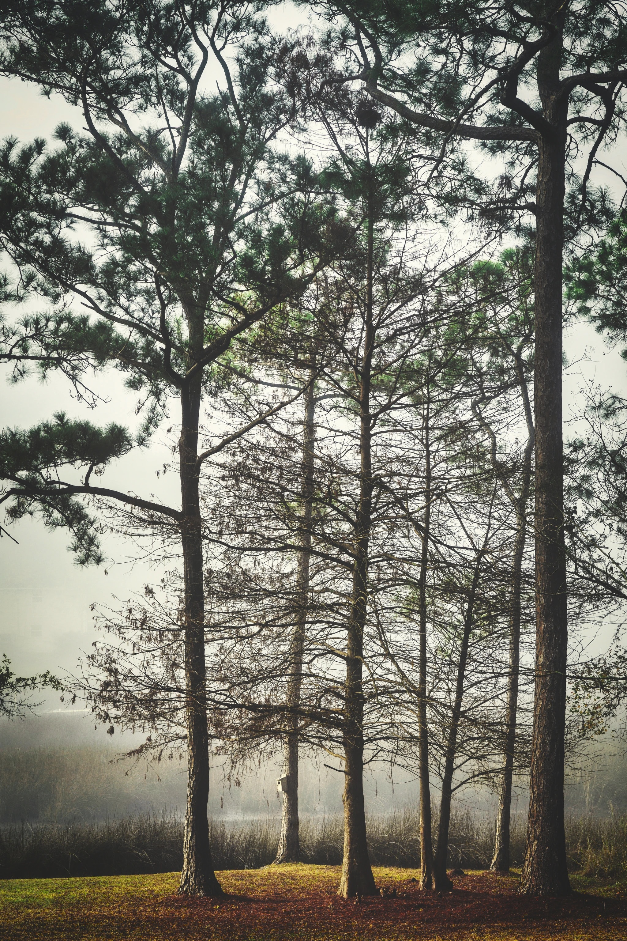 Bayou Pines