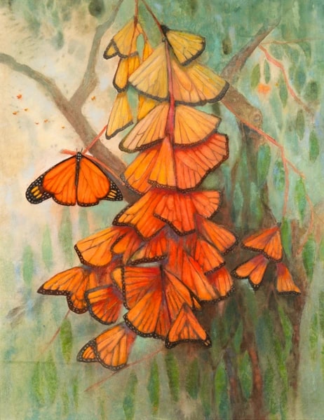 Monarch Gathering