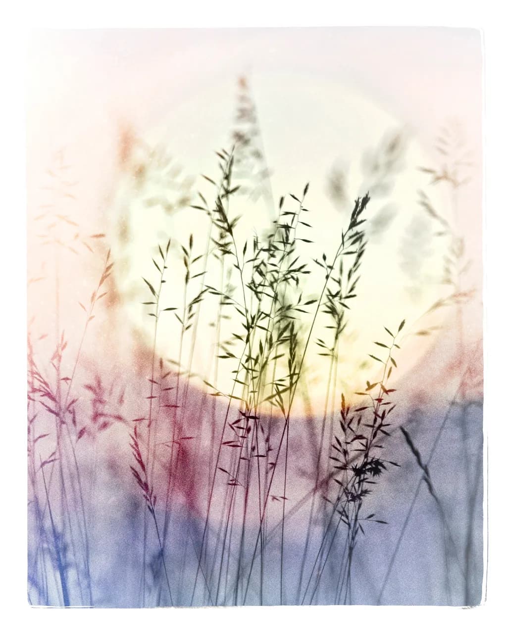 Sunlit Grassscape