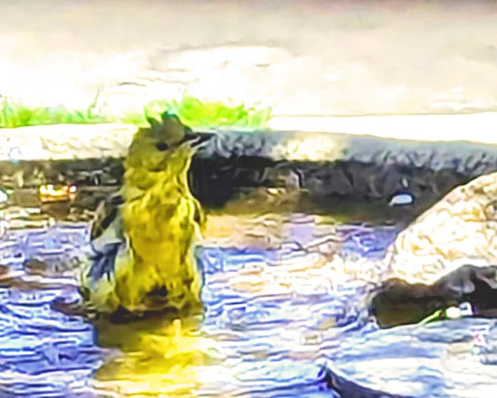 Yellow Bathing Bird