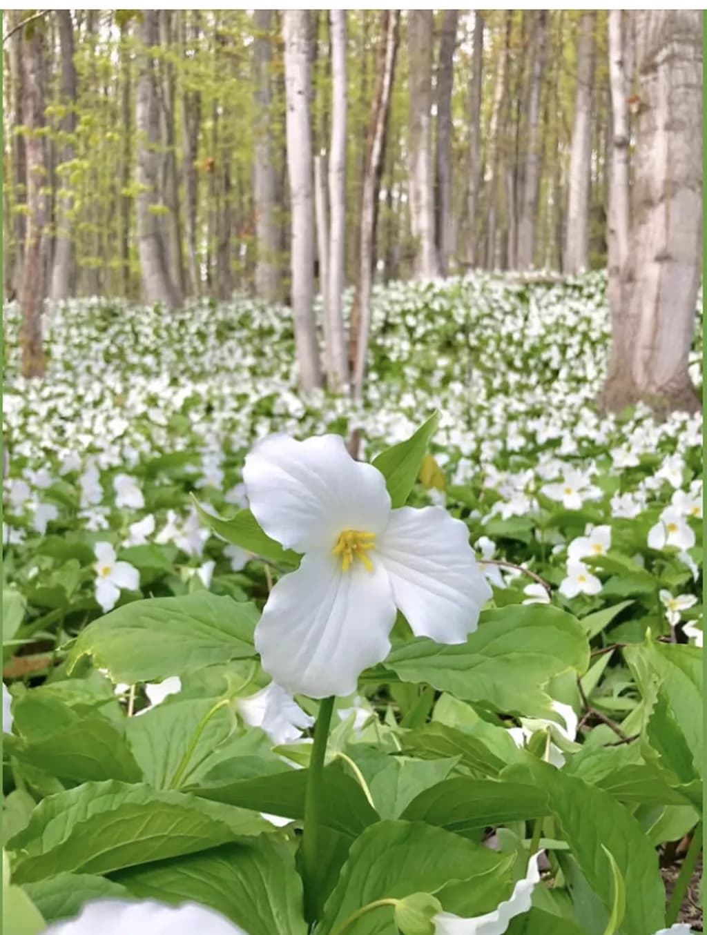 Door County Trilliums