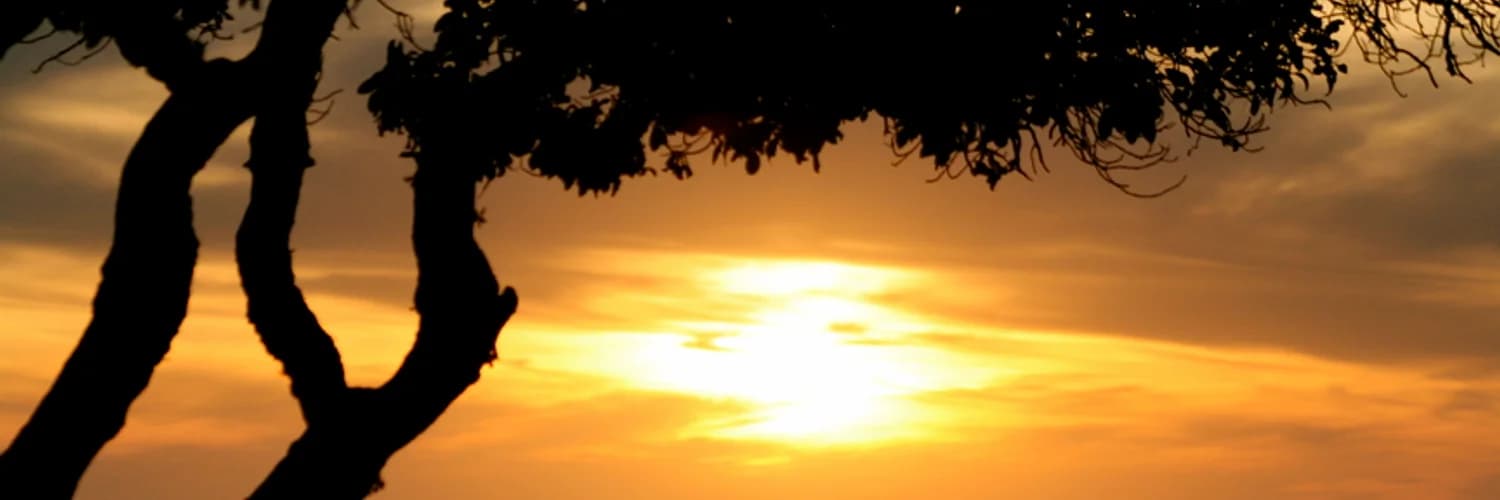 Banner del perfil