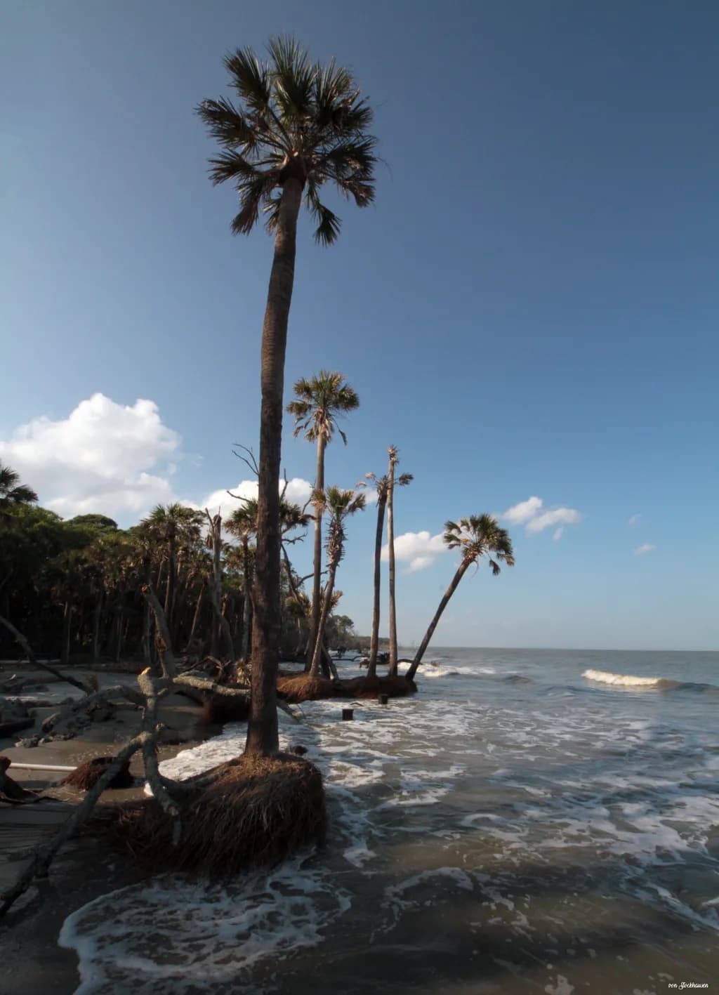Whispers of the Tides: A Dance of Palms and Waves